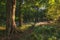 Stunning bluebell forest landscape image in soft sunlight in Spring