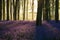 Stunning bluebell forest landscape image in soft sunlight in Spring