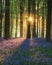 Stunning bluebell forest landscape image in soft sunlight in Spring