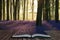 Stunning bluebell forest landscape image in soft sunlight in Spring coming out of pages in magical story book