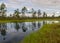 Stunning bog views. beautiful clouds. View of the beautiful nature in the swamp - pond, pines, moss. Sunny day. a typical West-