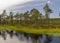 Stunning bog views. beautiful clouds. View of the beautiful nature in the swamp - pond, pines, moss. Sunny day. a typical West-