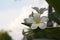 A stunning bouquet of Plumeria flowers.