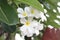 A stunning bouquet of Plumeria flowers.