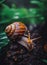 stunning breathtaking vibrant snail in their own habitat generative AI