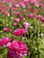 Stunning And Bright Macro Close Shot Field of Pink Flowers With Blurred Background