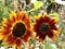 Stunning And Bright Macro Close Shot Field Of Sunflowers