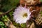 A stunning bright white tender echinopsis spiky cactus flower isolated on white, a natural wonder