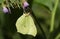 A stunning Brimstone Butterfly Gonepteryx rhamni nectaring on a Comfrey flower Symphytum officinale.