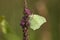 A stunning Brimstone Butterfly Gonepteryx rhamni nectaring on purple loosestrife Lythrum salicaria.