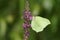 A stunning Brimstone Butterfly Gonepteryx rhamni nectaring on purple loosestrife Lythrum salicaria.