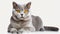 Stunning British Shorthair Cat With Yellow Eyes - National Geographic