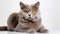 Stunning British Shorthair Cat With Yellow Eyes - National Geographic