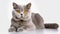 Stunning British Shorthair Cat With Yellow Eyes - National Geographic