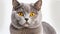 Stunning British Shorthair Cat With Yellow Eyes - National Geographic