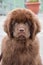 Stunning Brown Newfoundland Puppy Dog Up Close