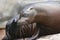 Stunning Brown Sea Lion in the Water