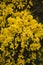 Stunning Budding and Blooming Yellow Gorse Bush in England
