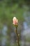 Stunning Budding Pink Magnolia Tree Blooming in the Spring