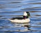 Stunning bufflehead male duck