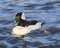 Stunning bufflehead male duck