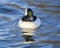 Stunning bufflehead male duck