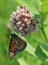 Stunning butterfly on flower