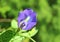 Stunning Butterfly Pea or Aparajita Flower Blossoming in the Sunlight
