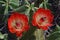 Stunning cactus blossoms