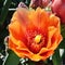 A stunning cactus flower in bloom, taken on cell phone close up with no filters.