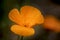 Stunning California poppy flower eschscholzia californica with s