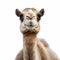 Stunning Camel Close-up: Exquisite Hasselblad H6d-400c Style Artwork