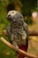 Stunning Capture of a African Grey Parrot