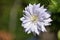 Stunning Capture of a Double Clematis Flower Blossom