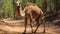 Stunning Capture Of Harpia Harpyja Camel In Brazilian Zoo