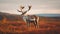 Stunning Caribou In Norwegian Landscape: A Golden Hour Encounter