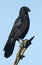 A stunning Carrion Crow Corvus corone perched on a branch high in a tree.