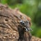 Stunning chaffinch Fringilla Coelebs on tree stump in forest lan