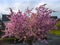 Stunning cherry blossom comes every year in my front garden