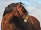 Stunning chesnut brown horse with wind-swept black mane