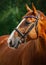 Stunning chestnut budyonny dressage gelding horse posing in black leather bridle with handmade browband