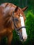 Stunning chestnut budyonny dressage gelding horse posing in black leather bridle with handmade browband