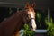 Stunning chestnut budyonny dressage gelding horse posing in black leather bridle with handmade browband