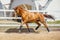 Stunning chestnut budyonny dressage gelding horse with white line in brown bridle and blue bandages trotting along fence