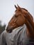 Stunning chestnut budyonny gelding horse in blanket