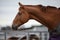 Stunning chestnut budyonny gelding horse in blanket