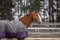 Stunning chestnut budyonny gelding horse in blanket in paddock