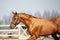 Stunning chestnut showjumping budyonny stallion sport horse in bridle running in daytime