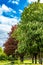 Stunning chestnut trees and real red norway maple or acer platanoides in a park with green grass