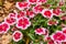 Stunning China Pink Dianthus Chinensis blooming flower garden background asset